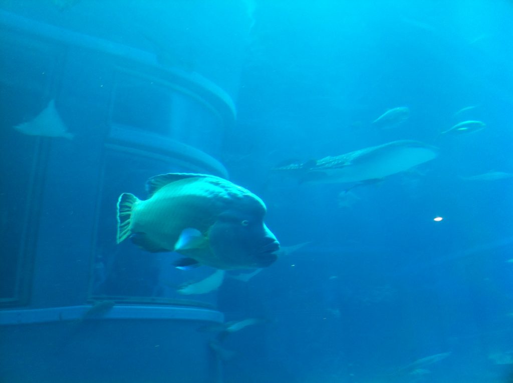 Osaka Aquarium Kaiyukan Osaka Aquarium Kaiyukan