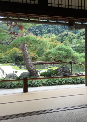 Tatami Layout Guide: Traditional Patterns, Meanings, and Modern Uses