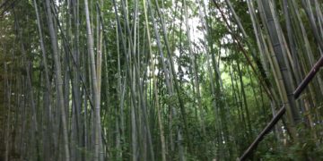 arashiyama bamboo