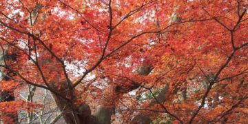 Top 5 Best Autumn Foliage Spots in Japan