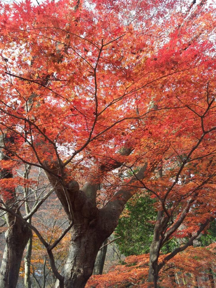 Top 5 Best Autumn Foliage Spots in Japan