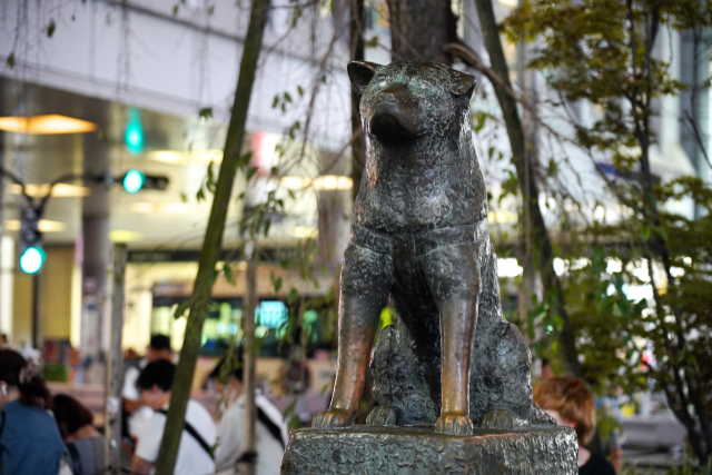hachiko