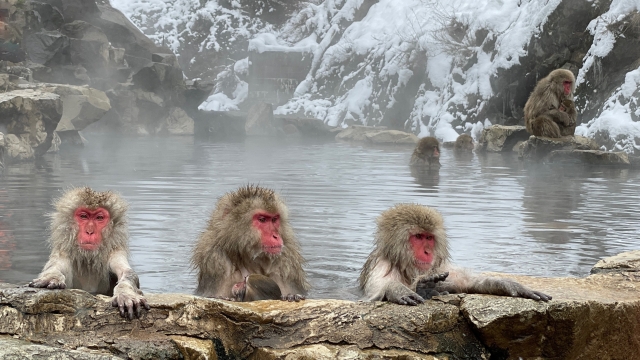 Jigokudani Snow Monkey Park​