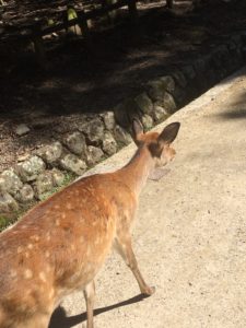 nara park